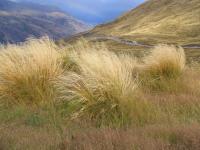 Albums/20060200-New Zealand 2006/20060209-Haast-Wanaka/32